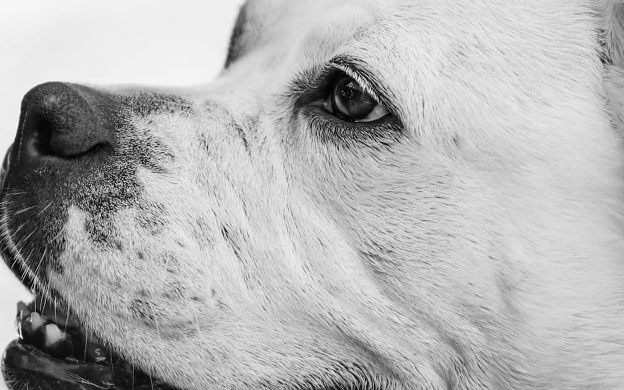 American Bulldog — gallery 3