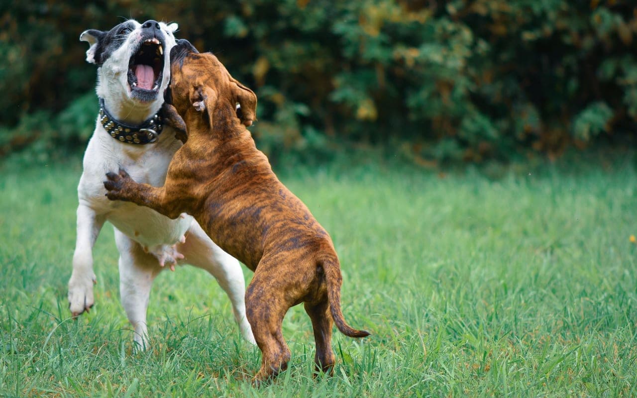 American Bulldog — photo by Alexas Fotos (Pexels)