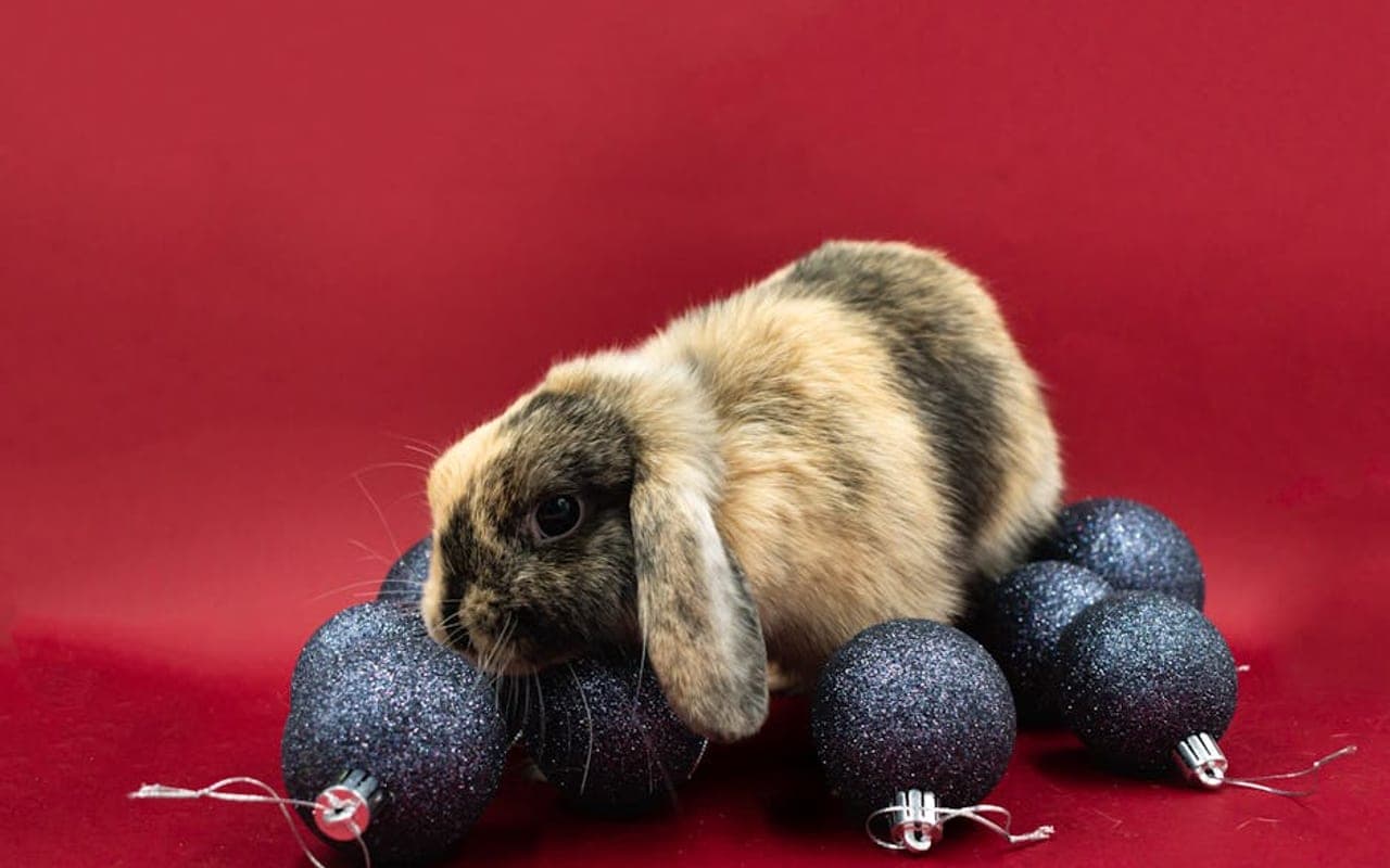 American Chinchilla breed