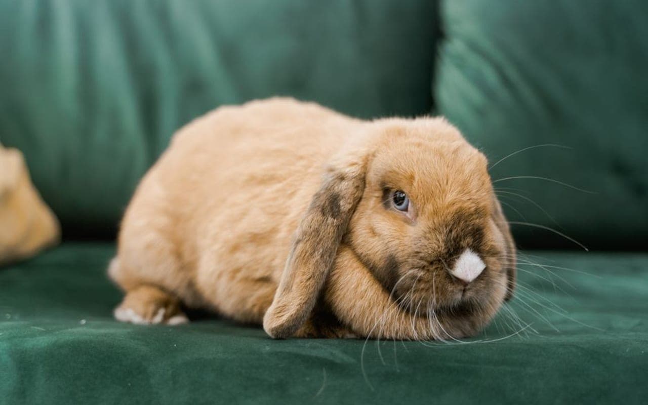 American Chinchilla — gallery 1