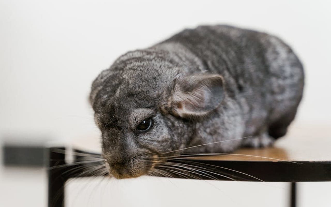 American Chinchilla — gallery 2