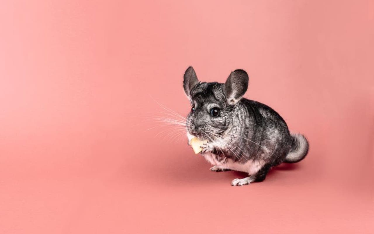 American Chinchilla — gallery 4
