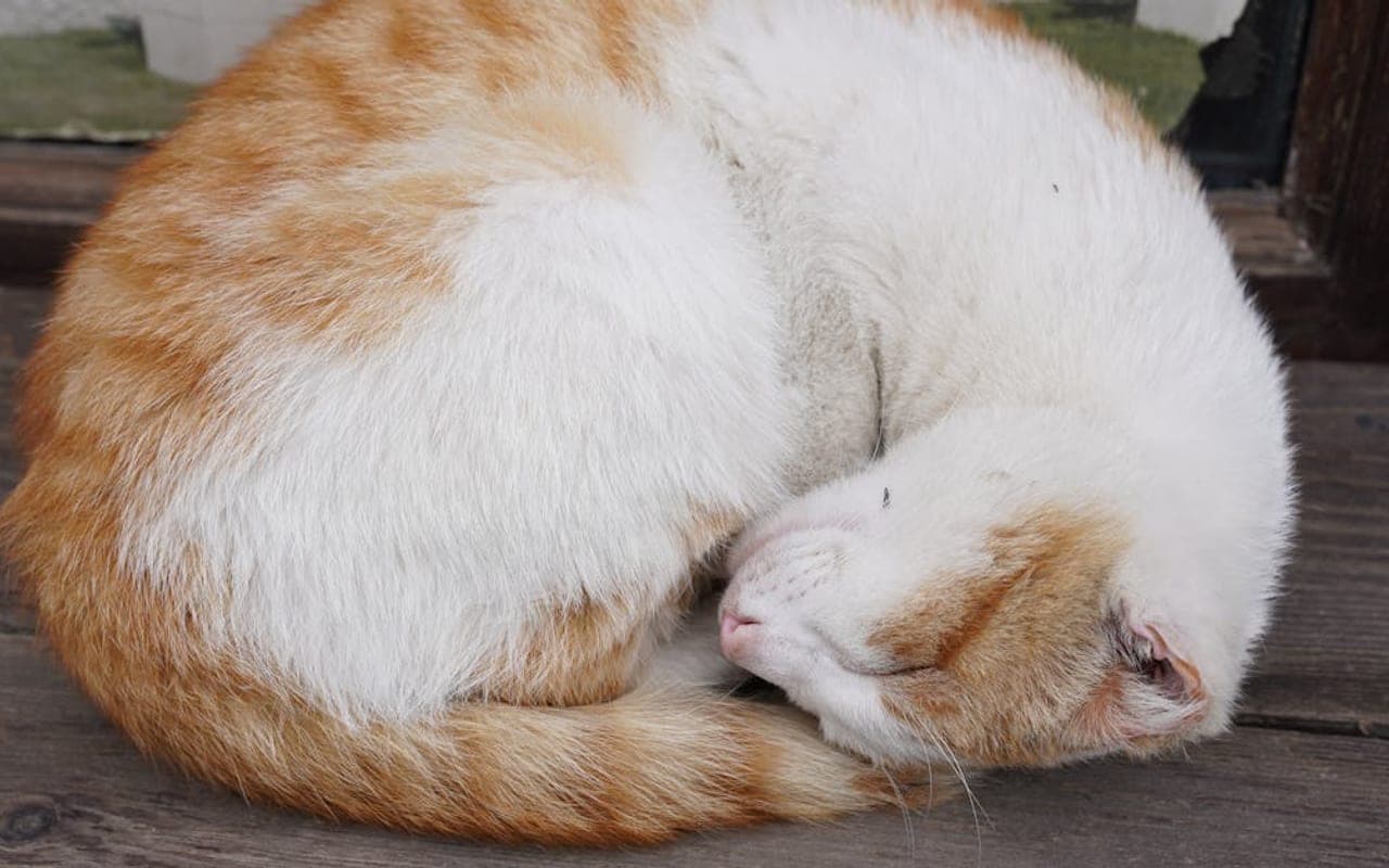 American Curl — gallery 3