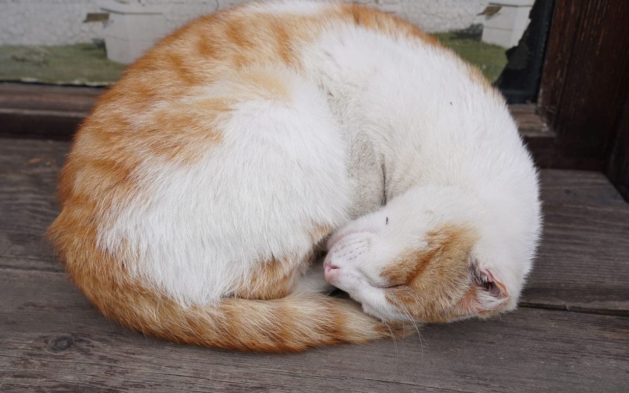 American Curl — photo by Tahir Xəlfəquliyev (Pexels)
