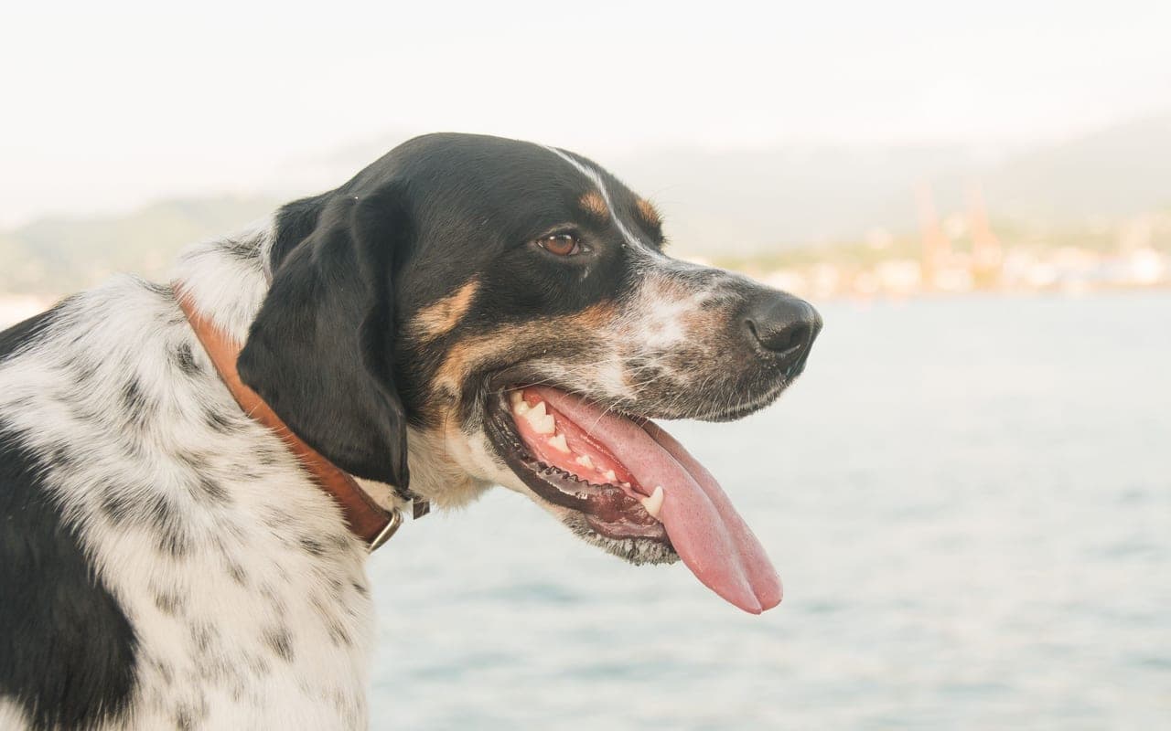 American English Coonhound