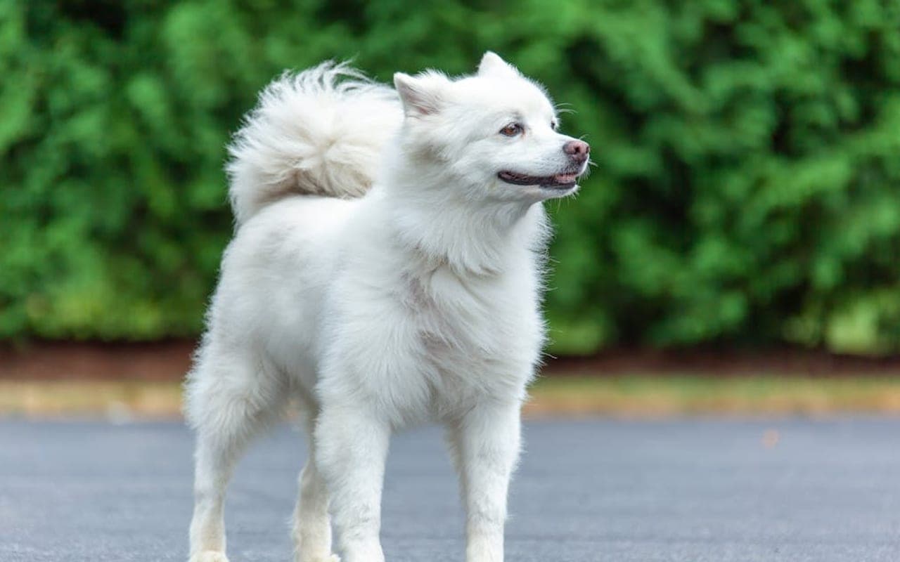 American Eskimo Dog