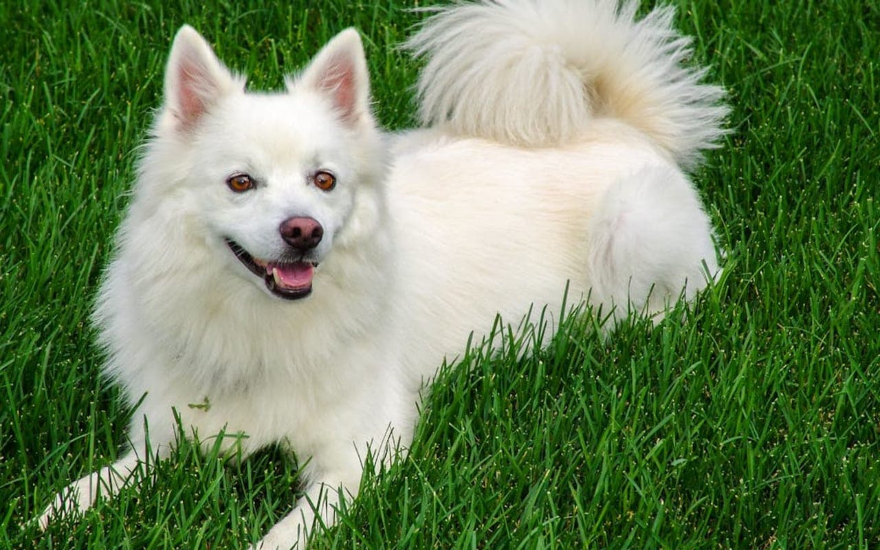 American Eskimo Dog — gallery 2