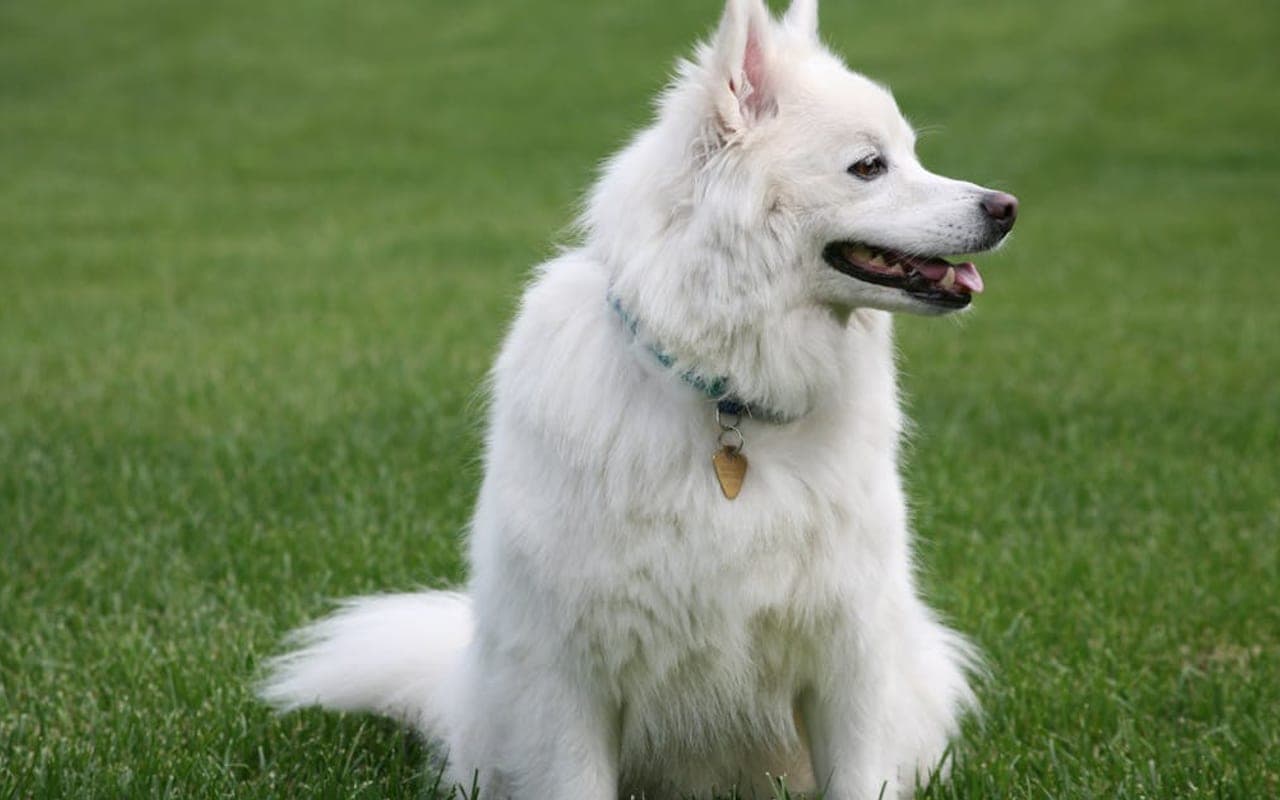 American Eskimo Dog — gallery 3
