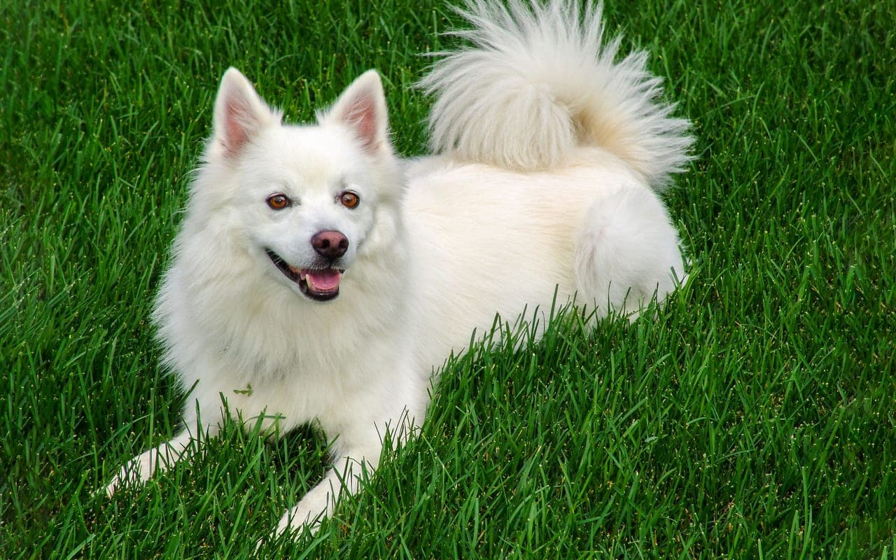 American Eskimo Dog — photo by Mohan Nannapaneni (Pexels)