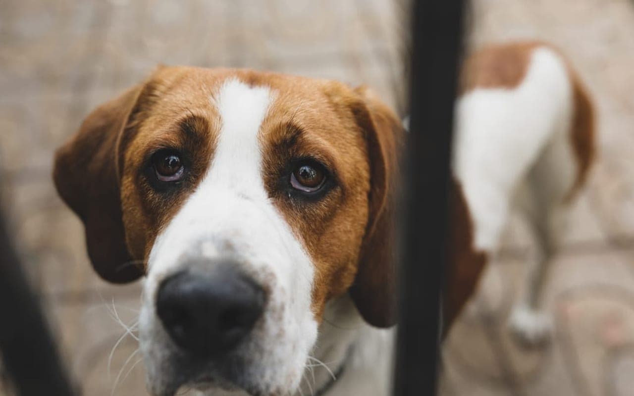 American Foxhound