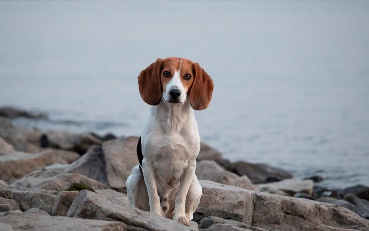 American Foxhound — gallery 2