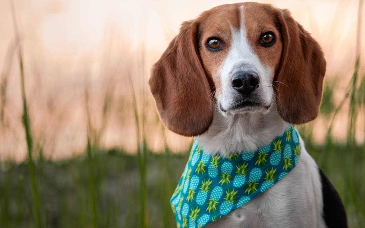 American Foxhound — gallery 3