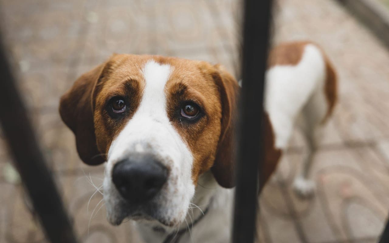 American Foxhound — photo by Claudio Olivares Medina (Pexels)