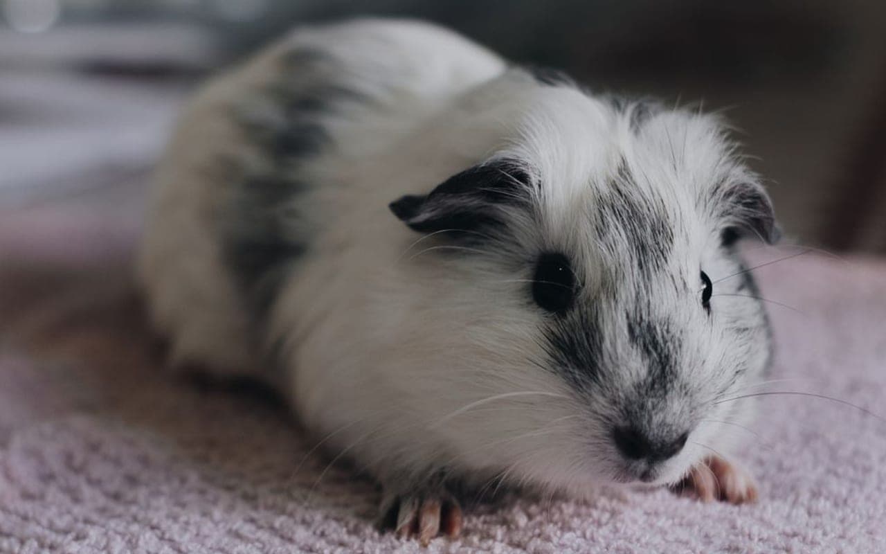 American Guinea Pig — photo by Jakson Martins