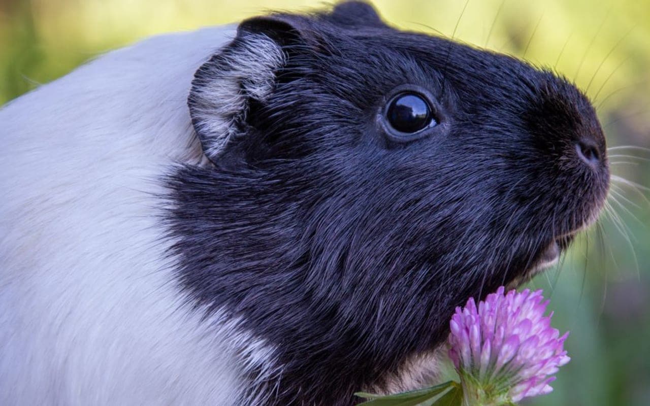 Teddy guinea pig breed