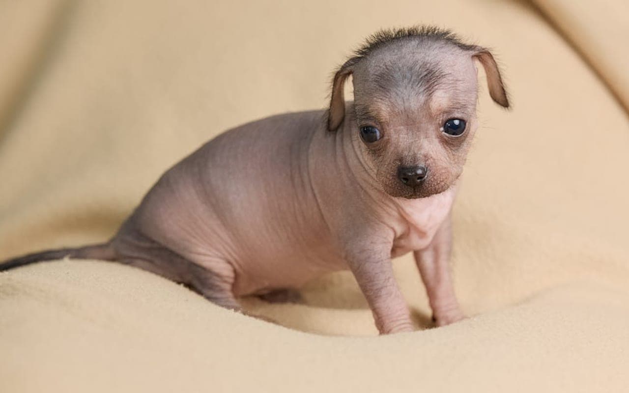 American Hairless Terrier