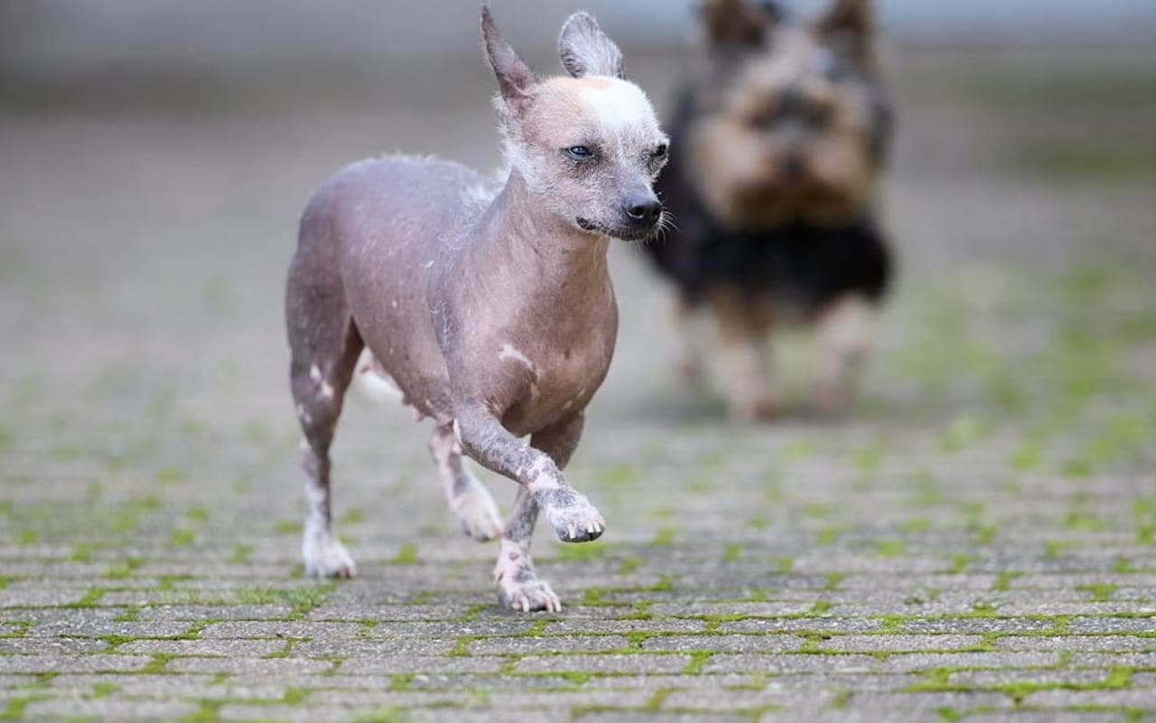 American Hairless Terrier — gallery 2