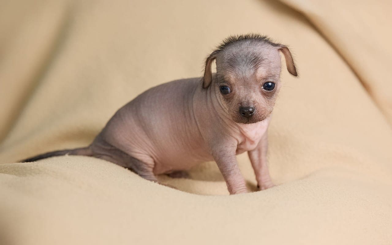 American Hairless Terrier — photo by Erwin Bosman (Pexels)