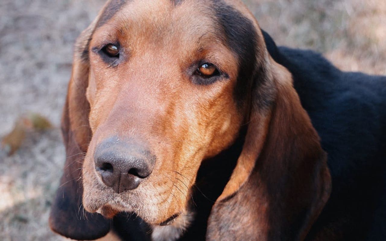 American Leopard Hound — gallery 3