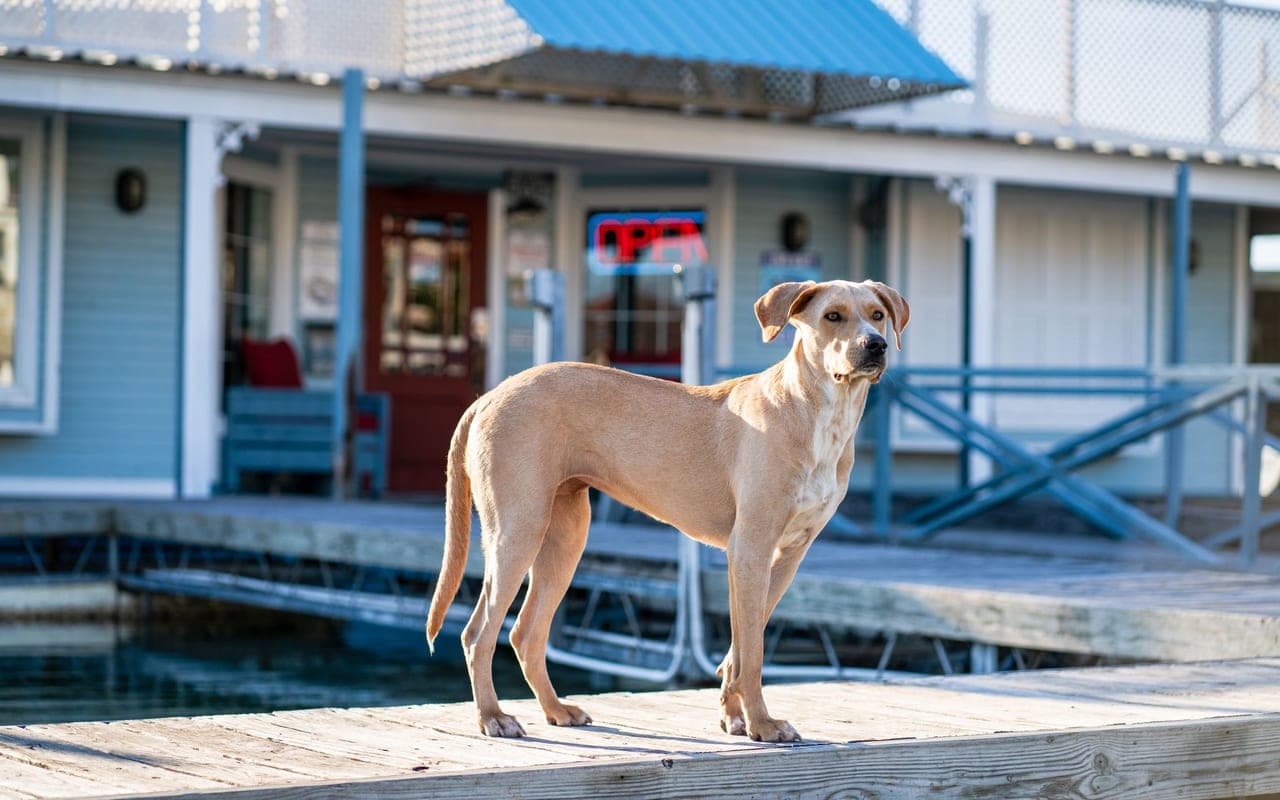 American Leopard Hound — photo by gabesdotphotos photographer (Pexels)