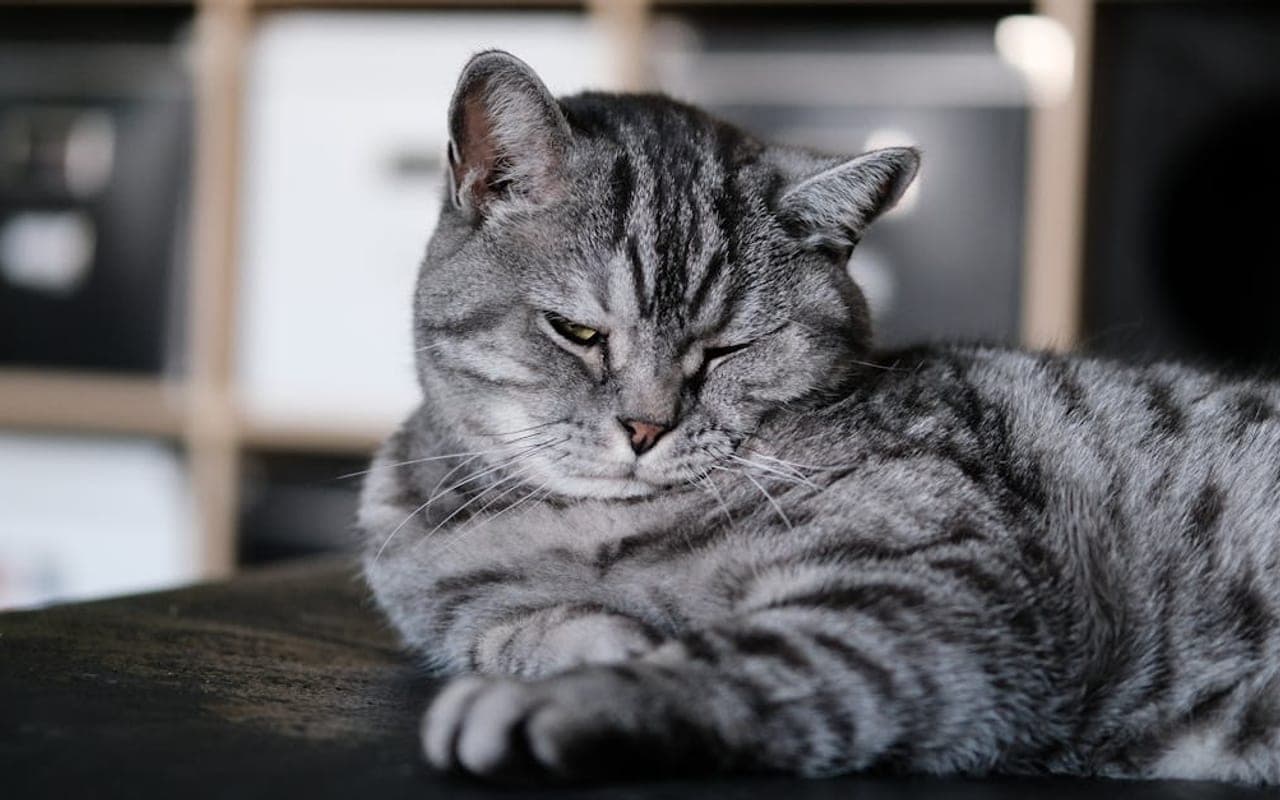 American Shorthair — gallery 2