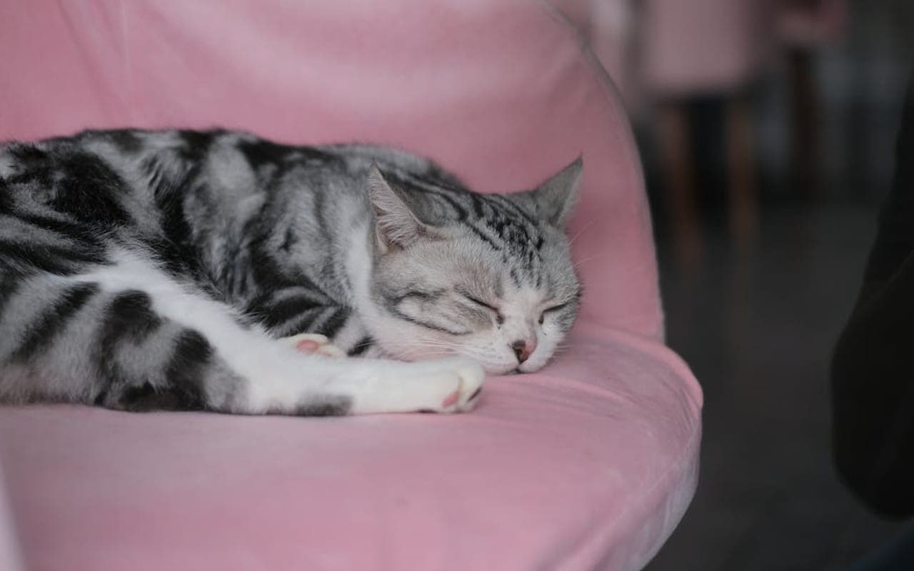 American Shorthair — gallery 3