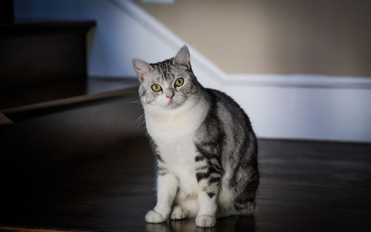 American Shorthair — photo by 一个二 三个四 (Pexels)