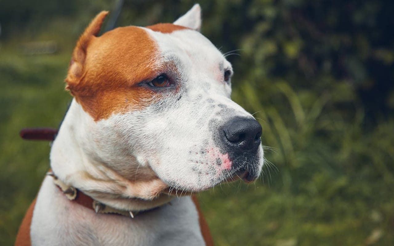 American Staffordshire Terrier