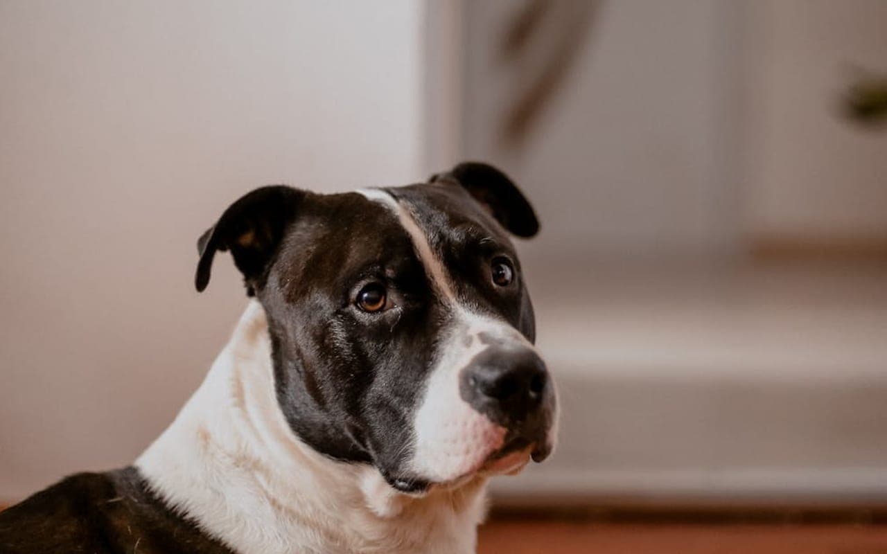 American Staffordshire Terrier — gallery 2