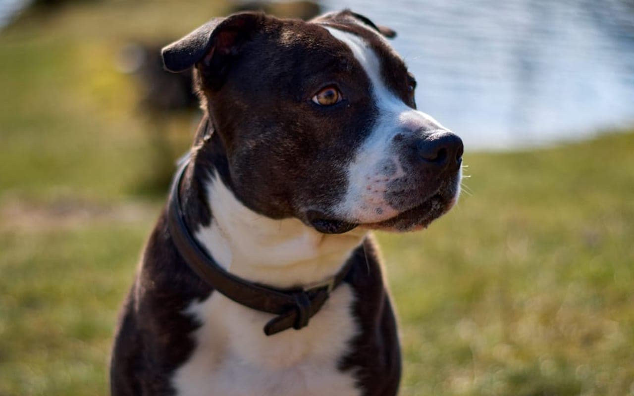 American Staffordshire Terrier — gallery 3