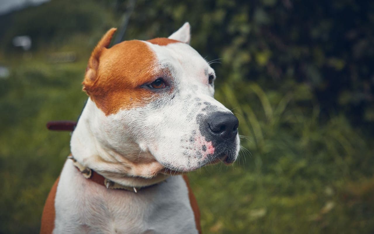 American Staffordshire Terrier — photo by Bulat Khamitov (Pexels)