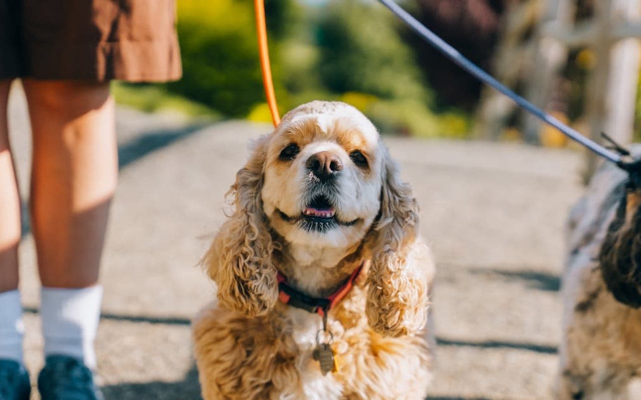 American Water Spaniel
