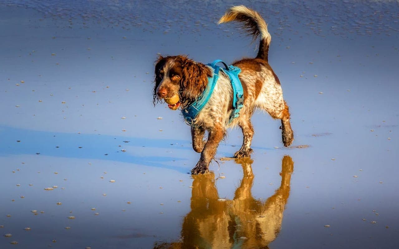 American Water Spaniel — gallery 2