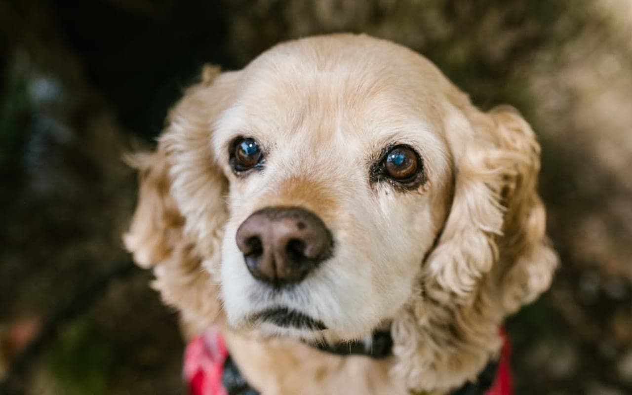 American Water Spaniel — gallery 3