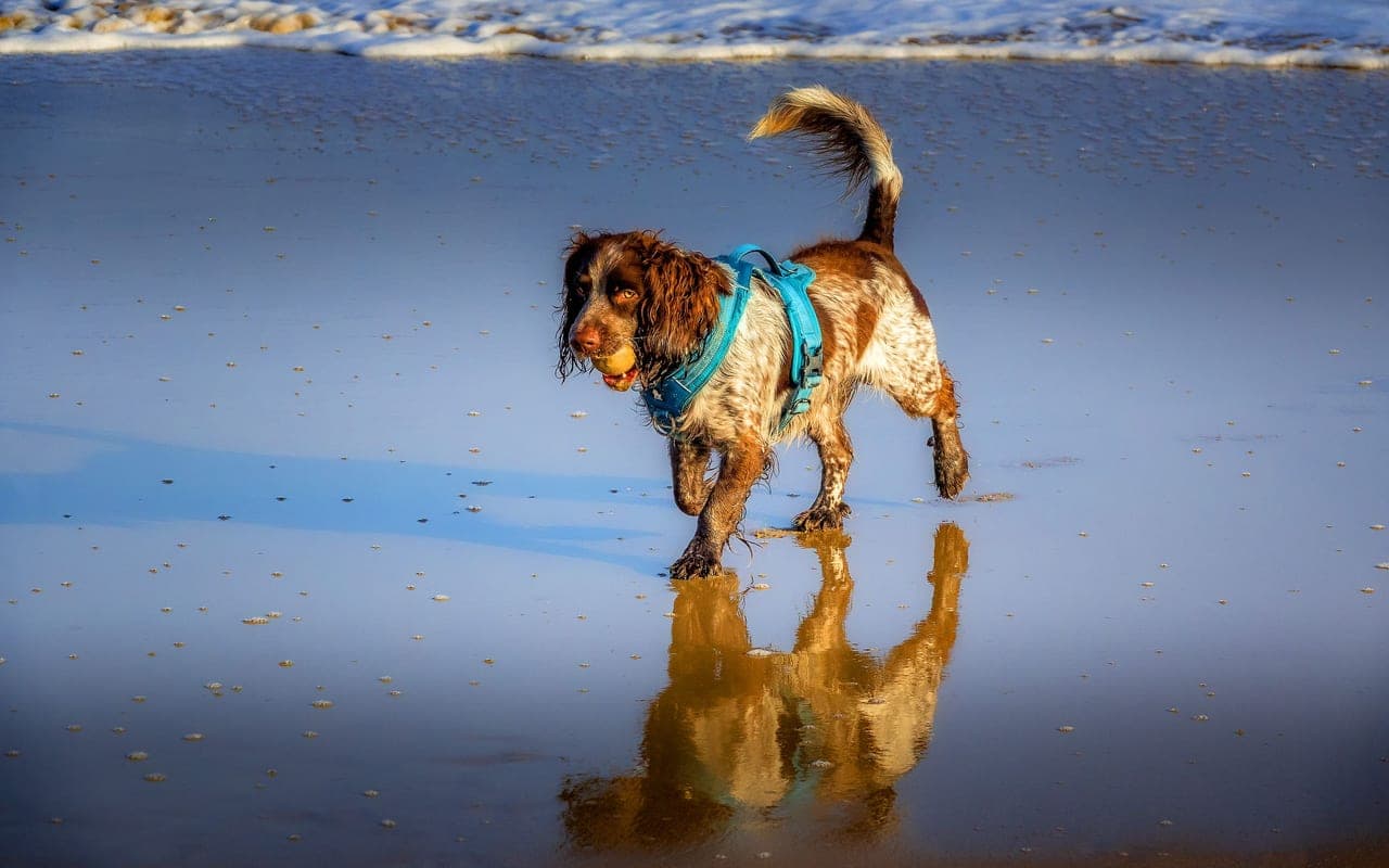 American Water Spaniel — photo by Ray Bilcliff (Pexels)