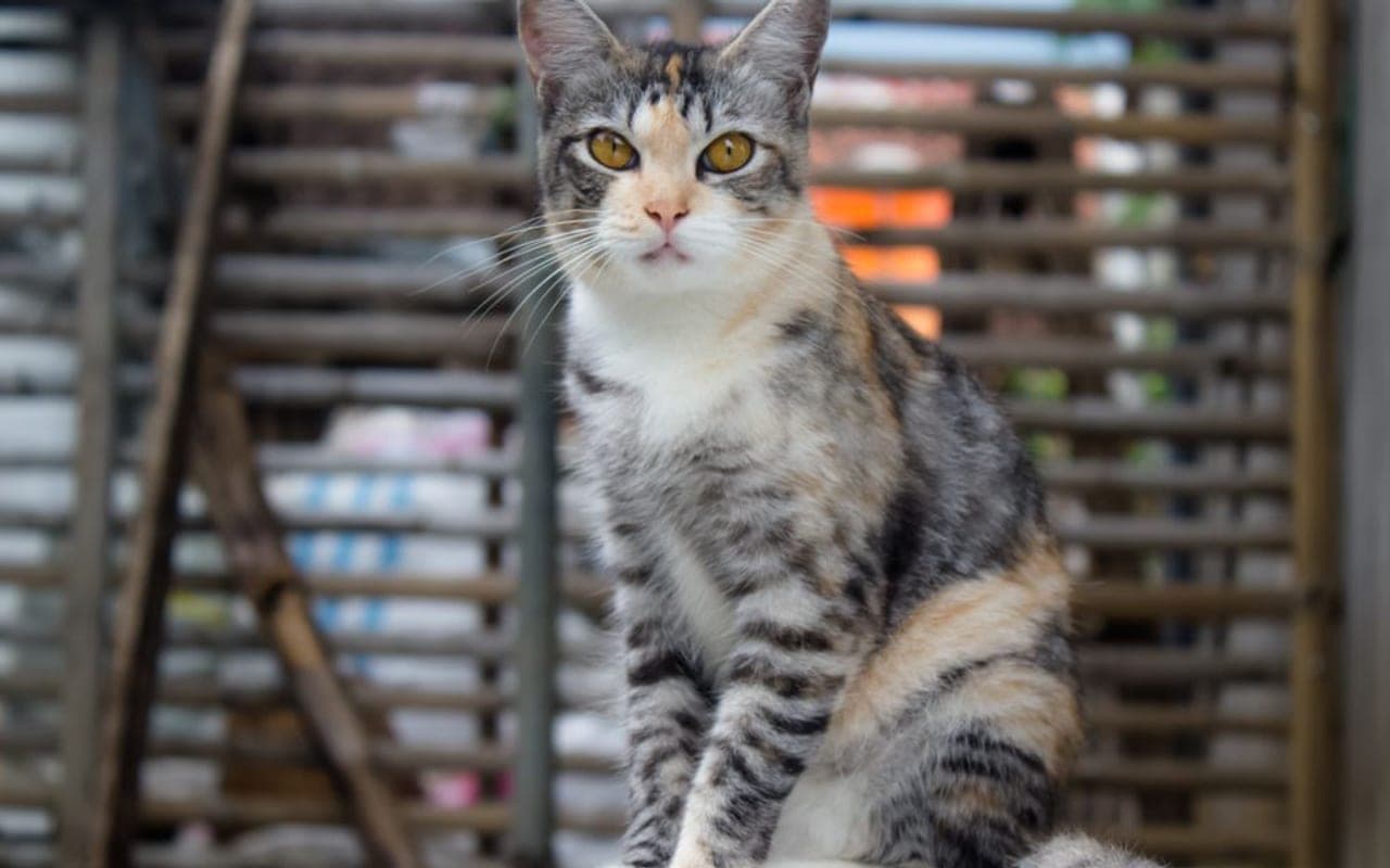 American Wirehair