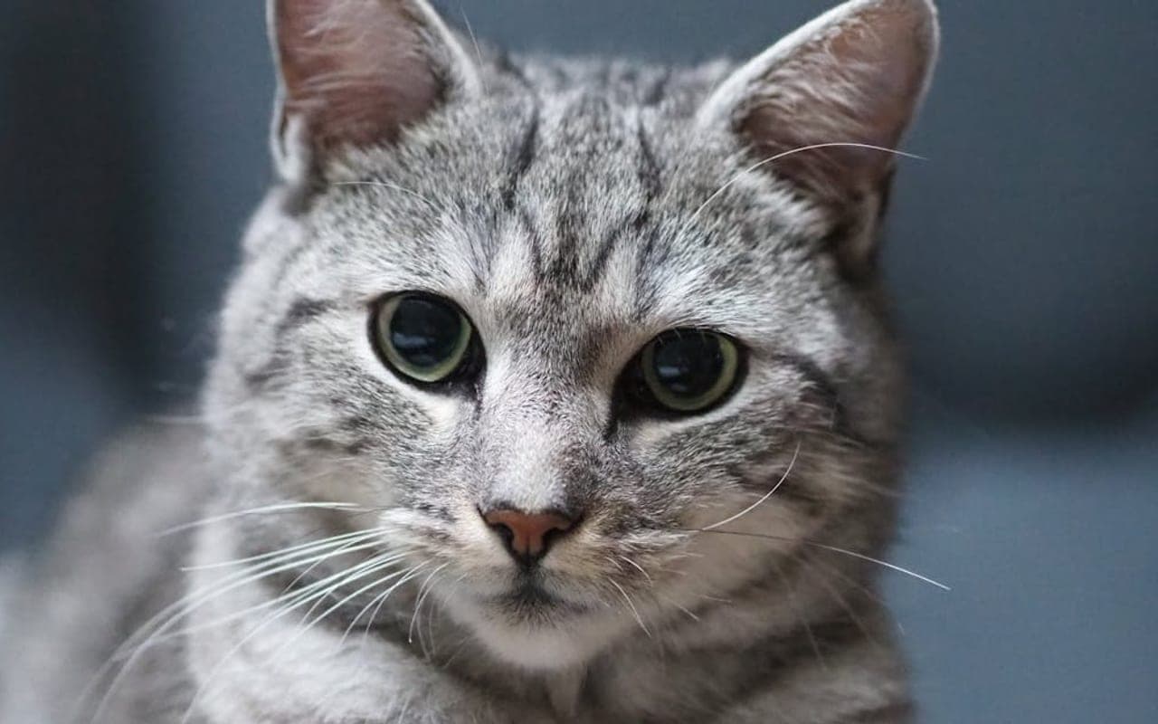 American Wirehair — gallery 3
