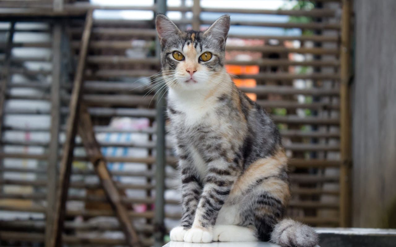 American Wirehair — photo by Putra Arin Wiratama (Pexels)
