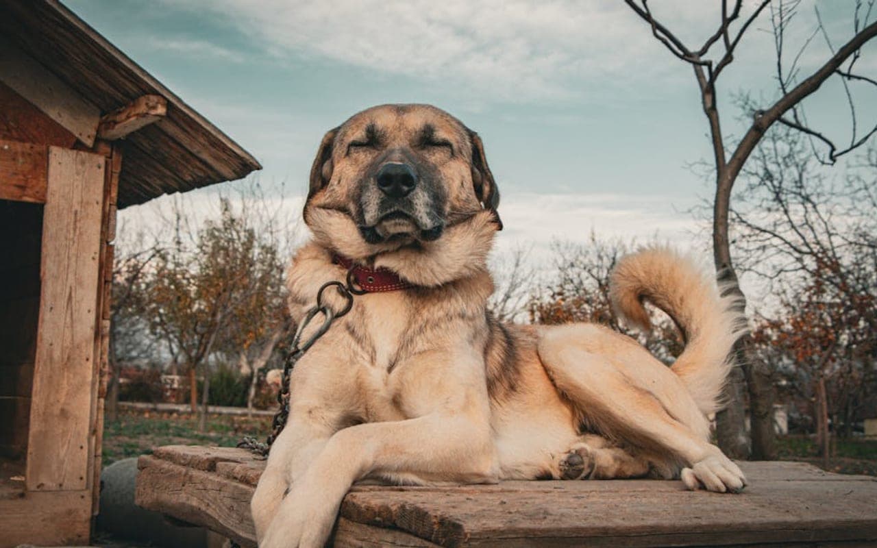 Anatolian Shepherd Dog