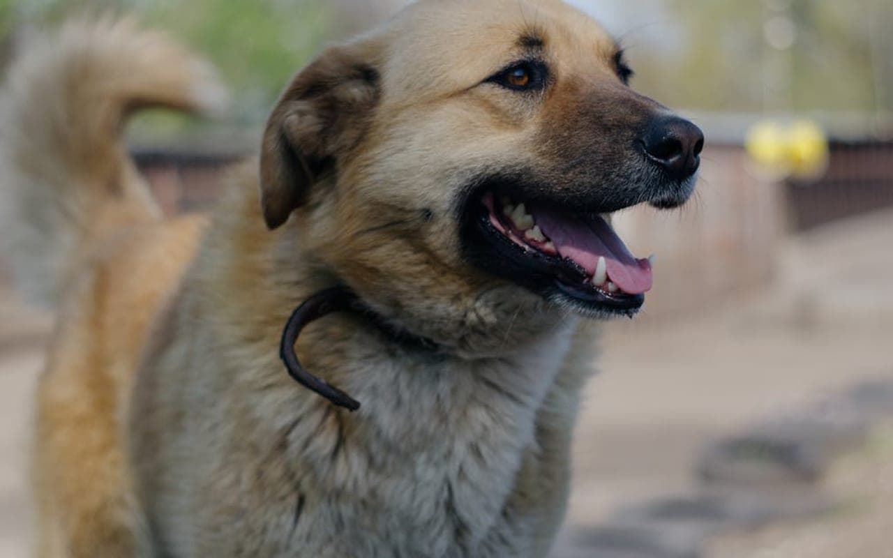 Anatolian Shepherd Dog — gallery 2