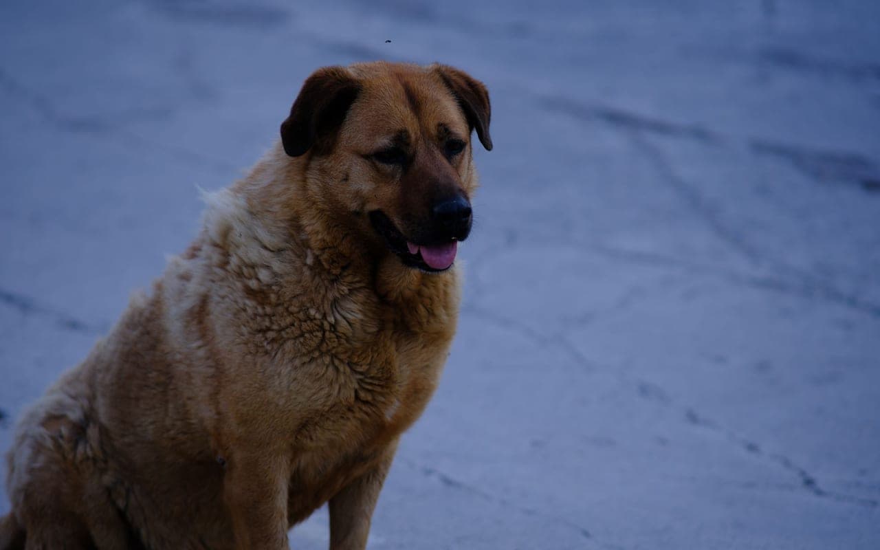 Anatolian Shepherd Dog — photo by Doğan Alpaslan Demir (Pexels)