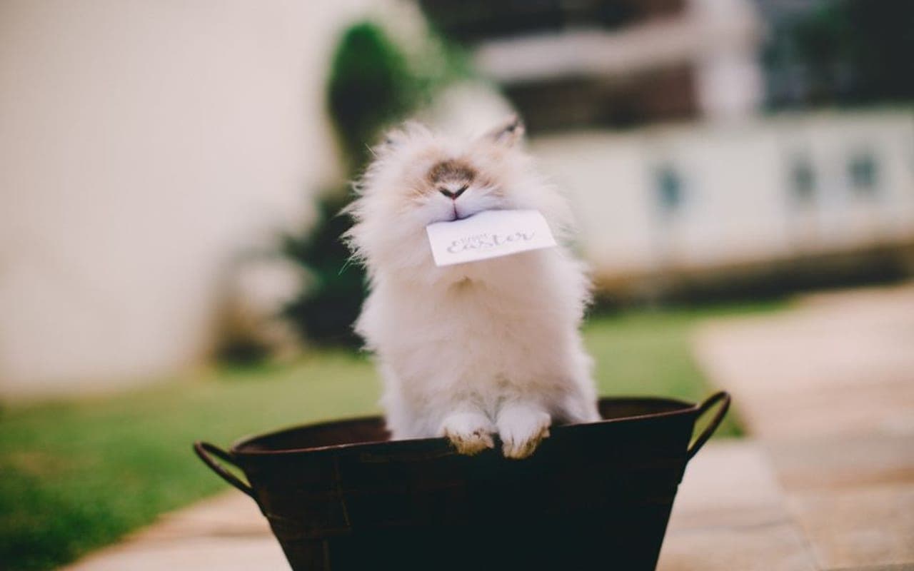 Angora — gallery 0 (Pexels)
