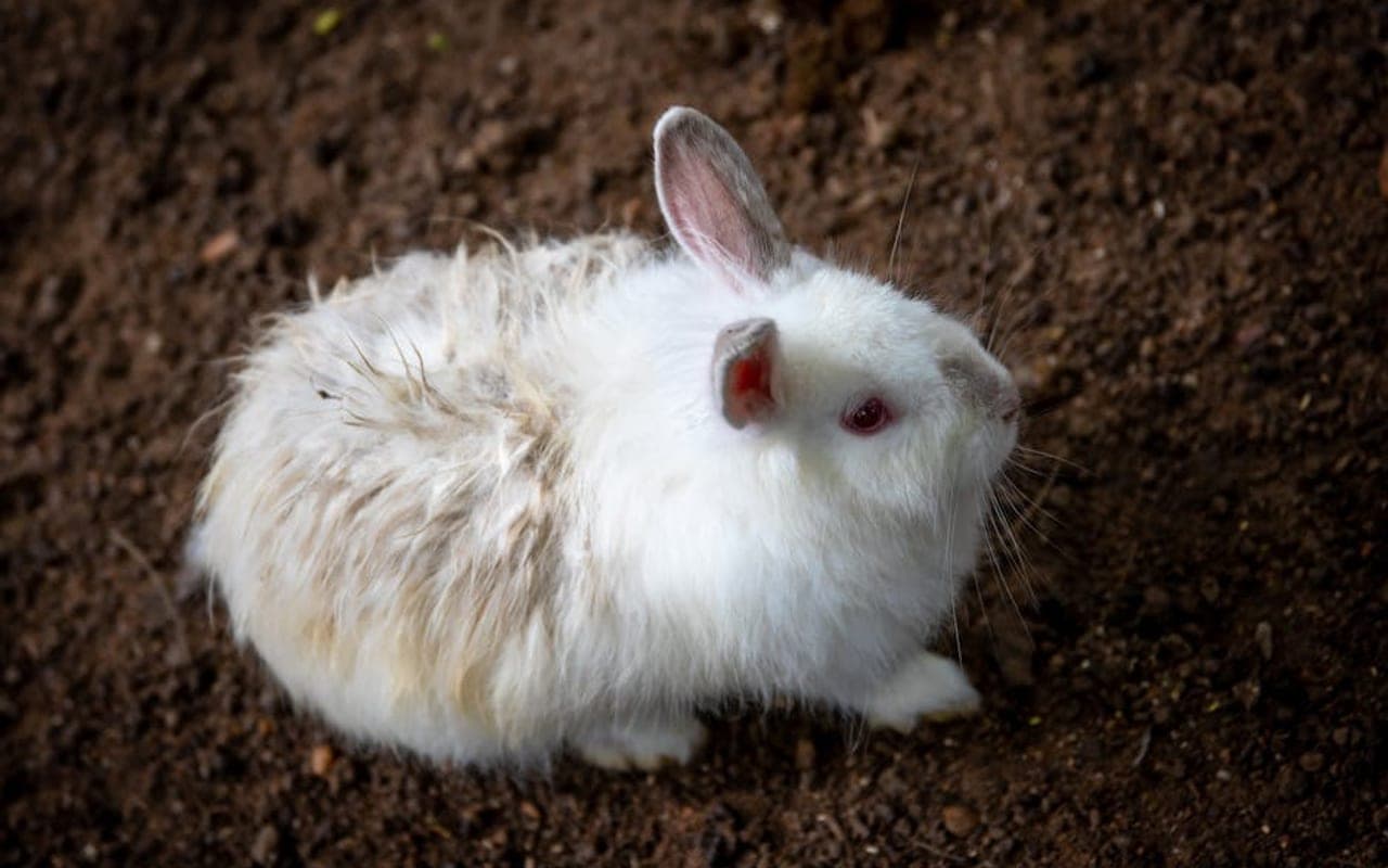 Angora — gallery 1 (Pexels)