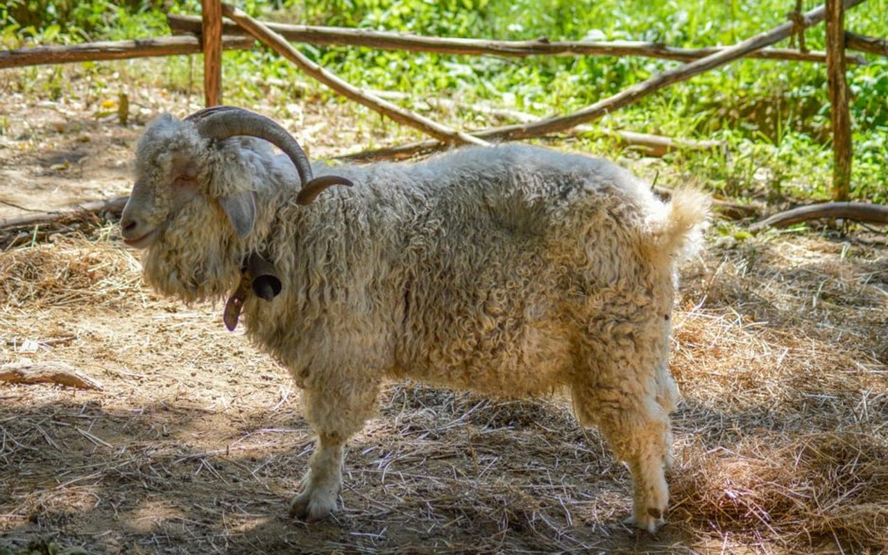 Angora — gallery 2 (Pexels)