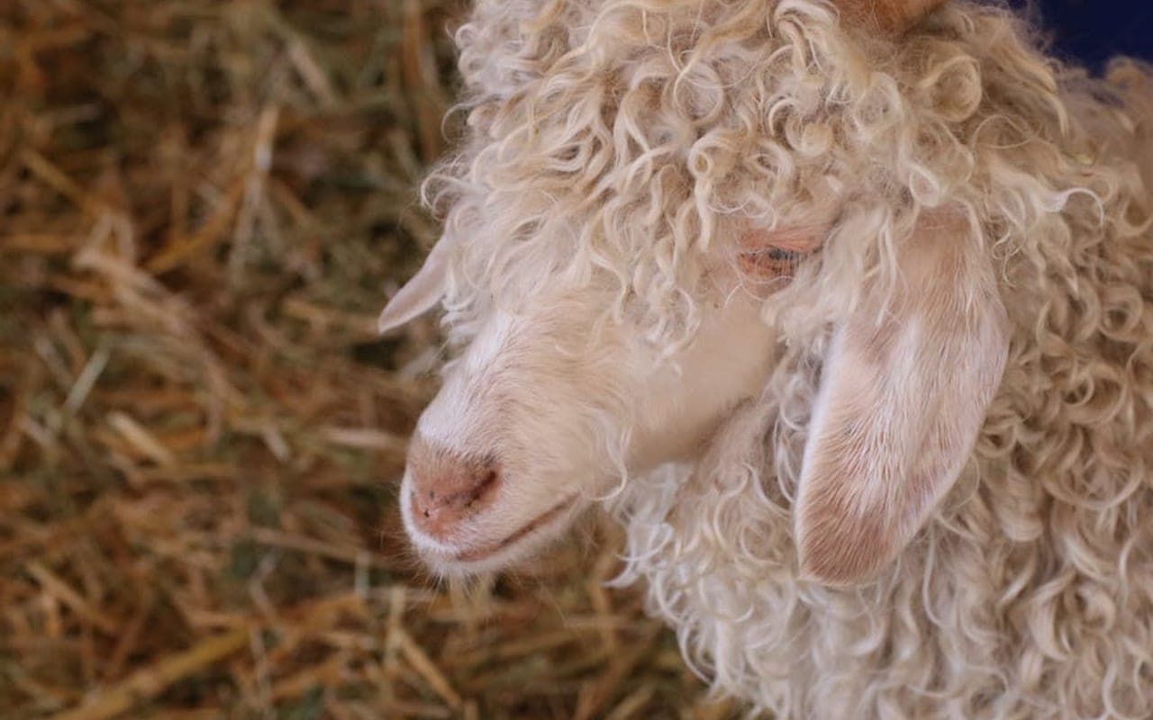 Angora — gallery 3 (Pexels)