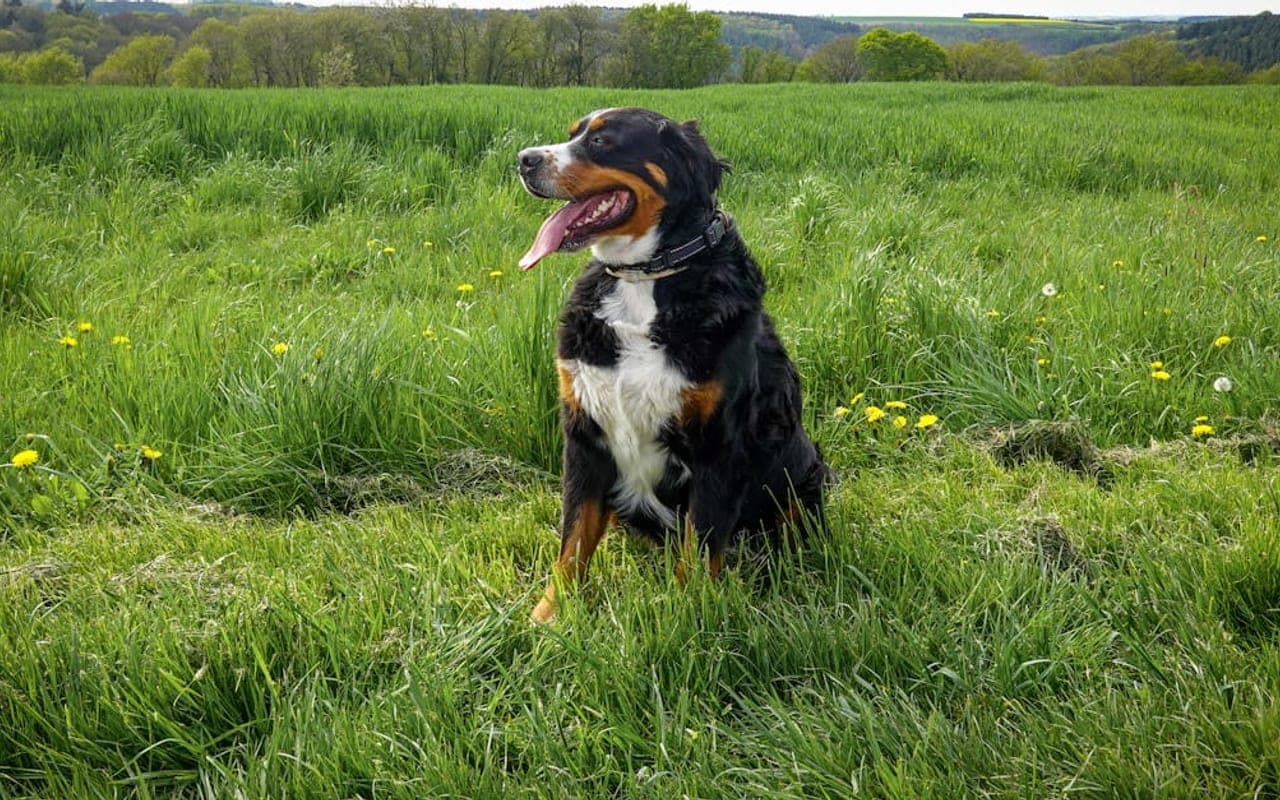 Appenzeller Sennenhund — gallery 3