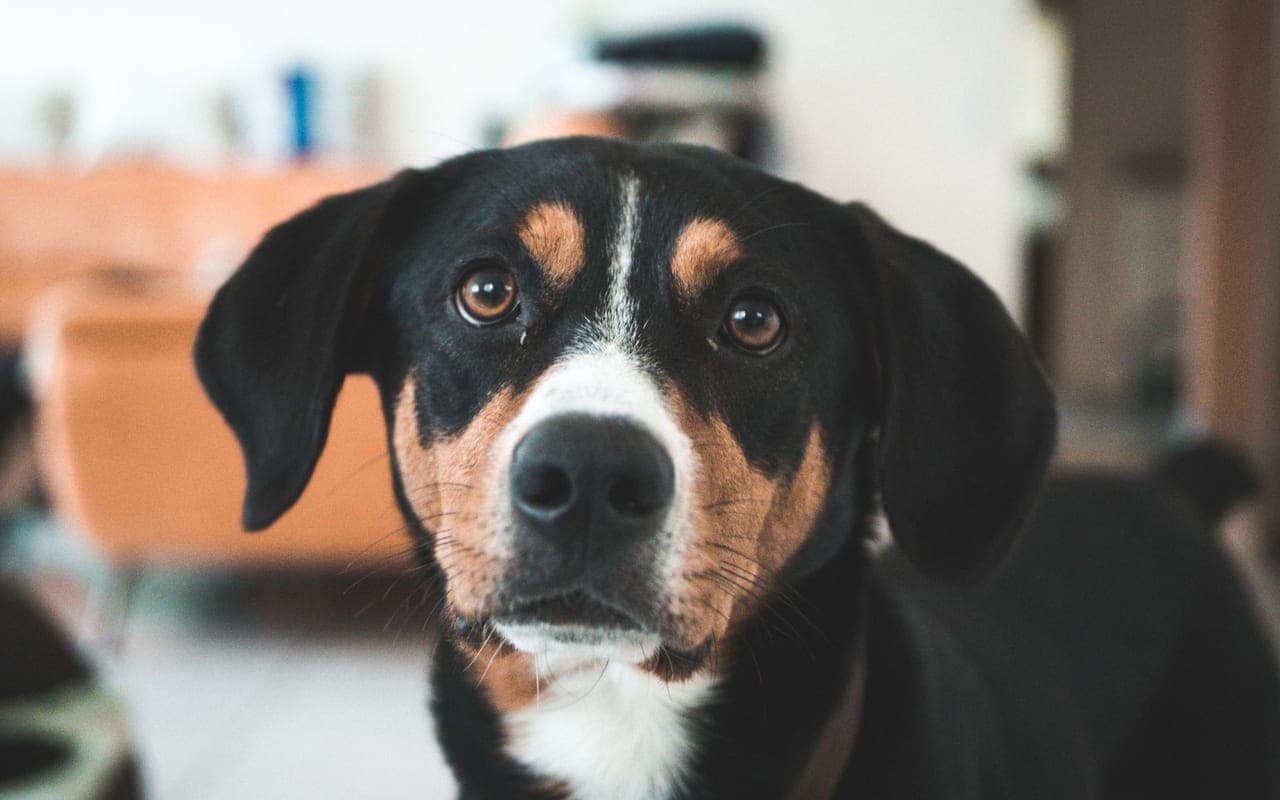 Appenzeller Sennenhund — photo by Silvan Hess (Pexels)