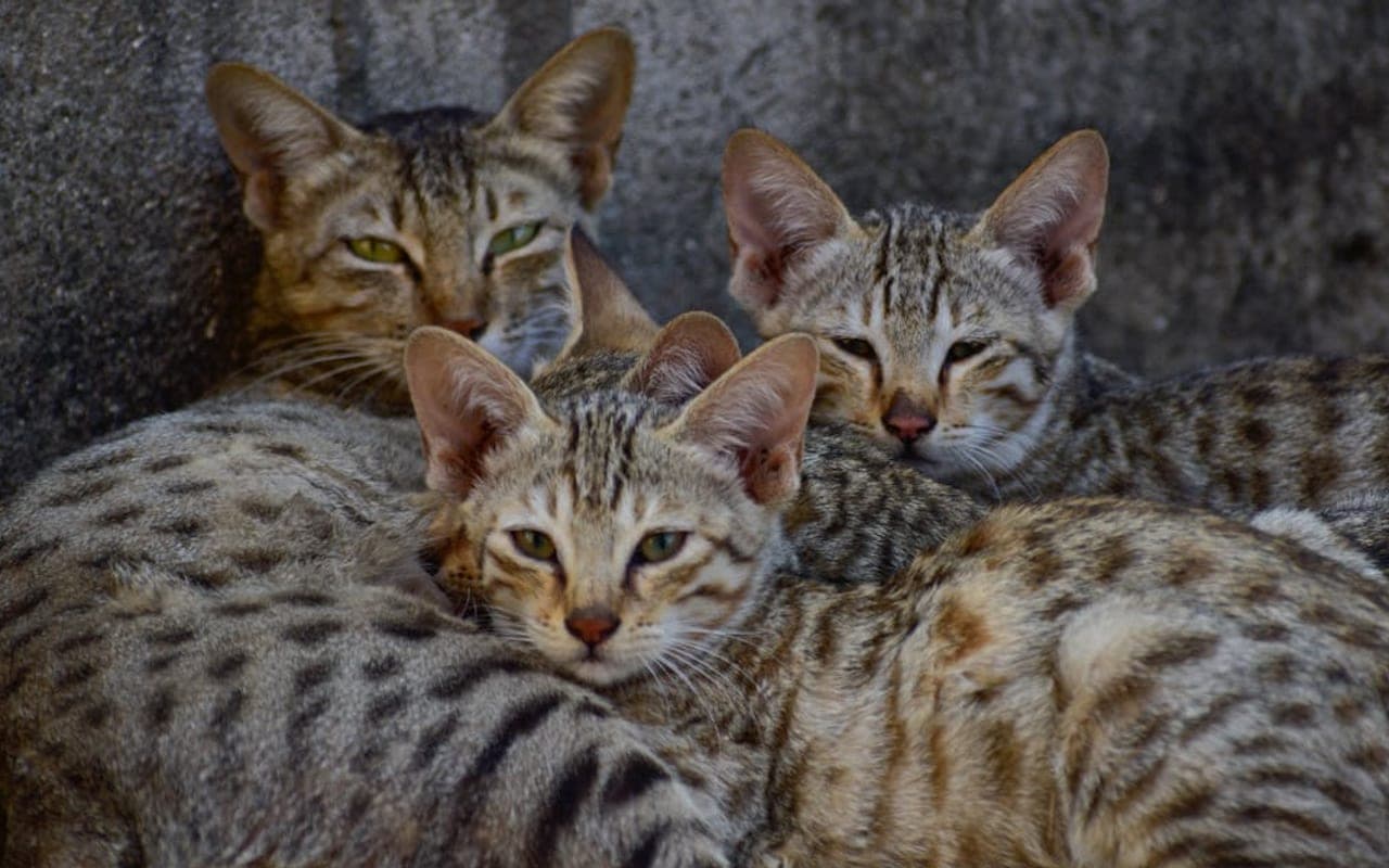 Arabian Mau cat breed portrait