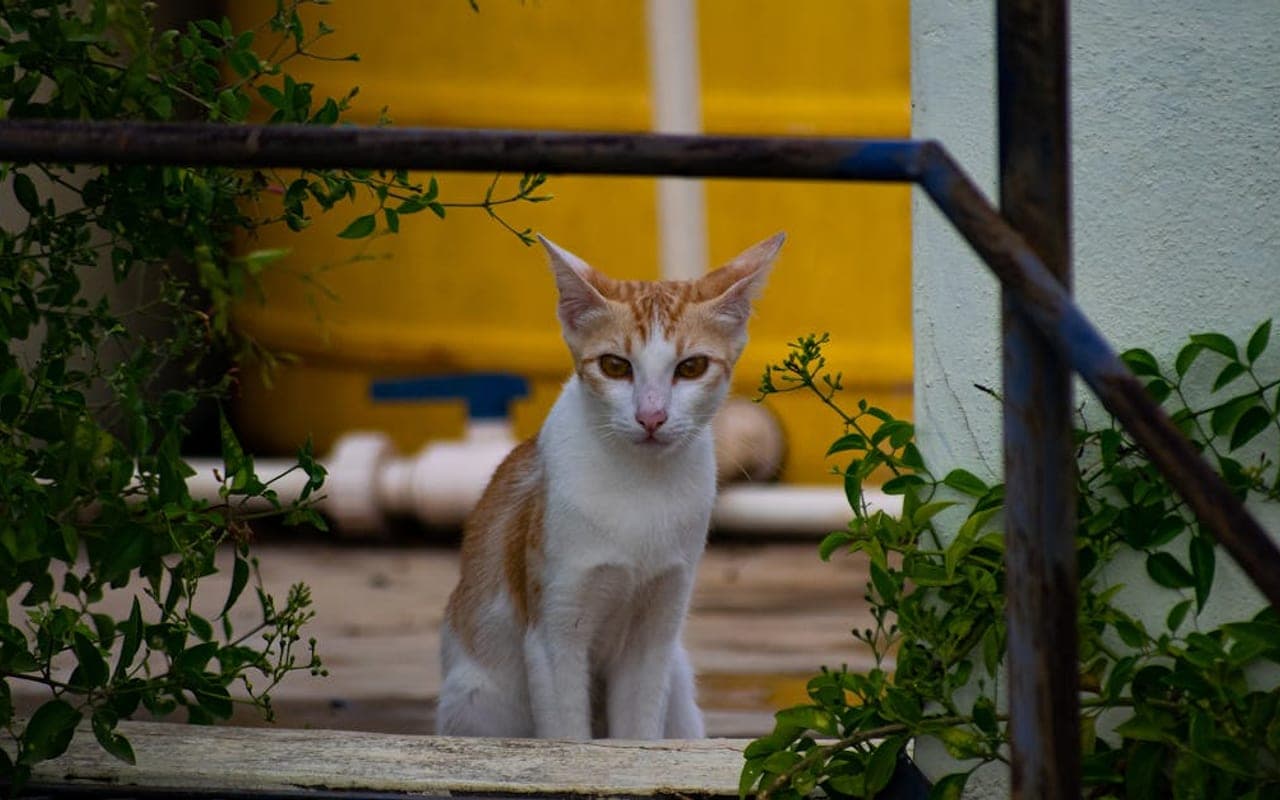 Arabian Mau — gallery 2