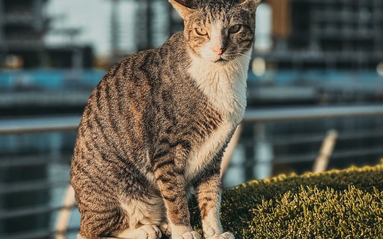 Arabian Mau — gallery 3